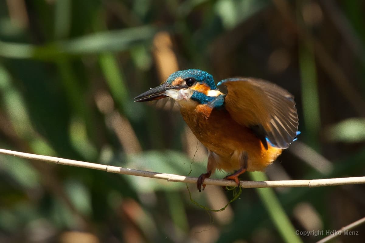 Eisvogel auf einem Ast über einem Bach